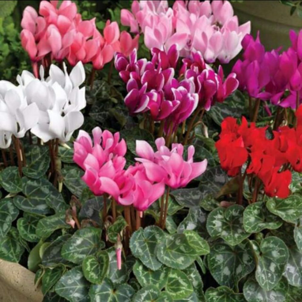 Hạt giống hoa anh thảo nhiều màu - gói 0,1gr