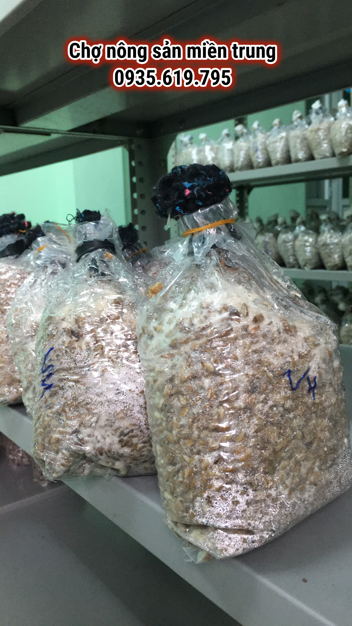 Meo giống nấm mộc nhỉ [cơ chấc bằng thóc]