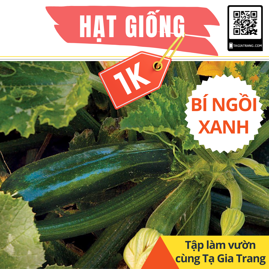 GÍA 1K - Hạt giống bí ngồi xanh cao sản F1 - Tập sự làm vườn cùng Tạ Gia Trang