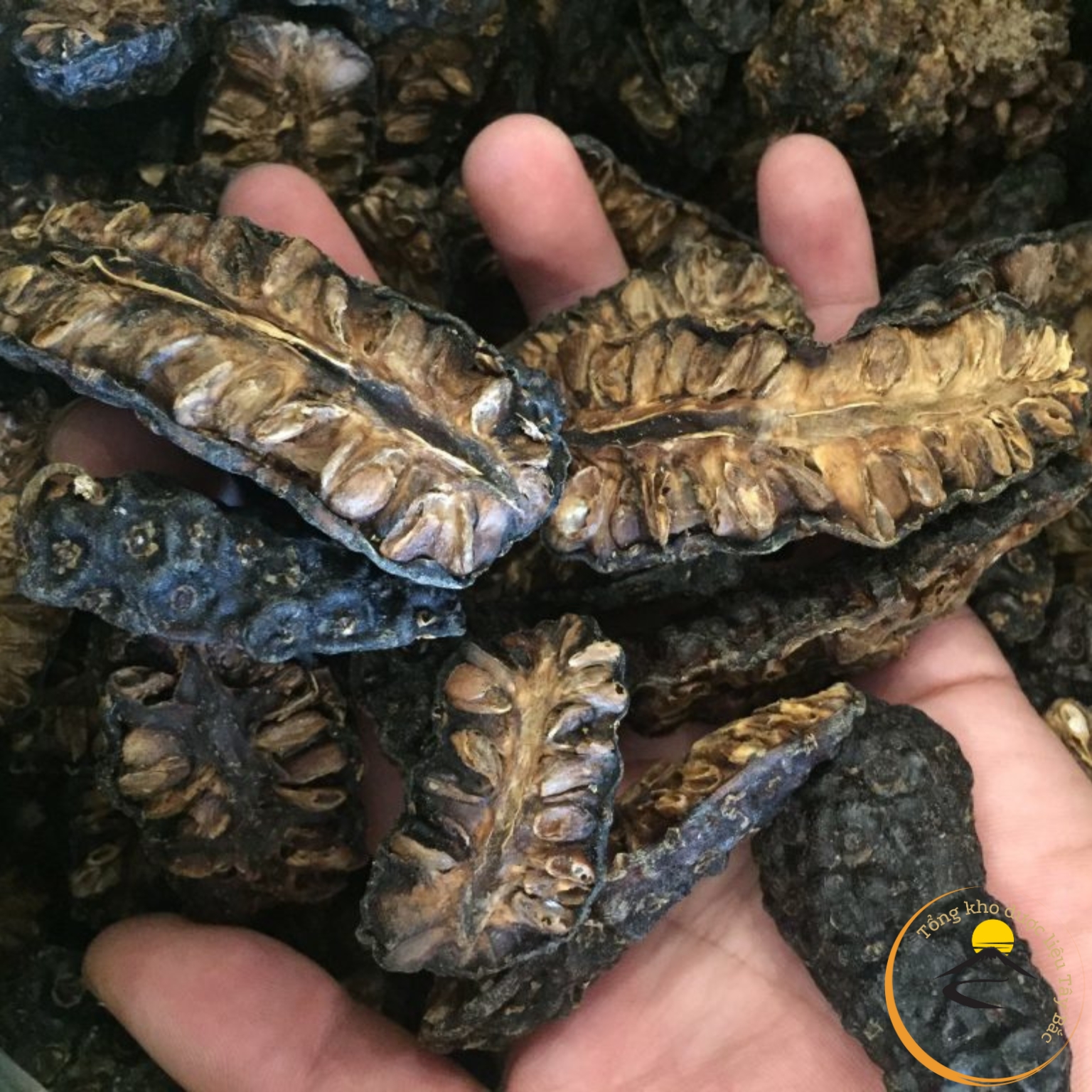 Trái nhàu, quả nhàu rừng khô ngâm rượu loại 1 được sấy khô từ trái nhàu tươi chín, ngâm mật ong, đường phèn, ngâm rượu
