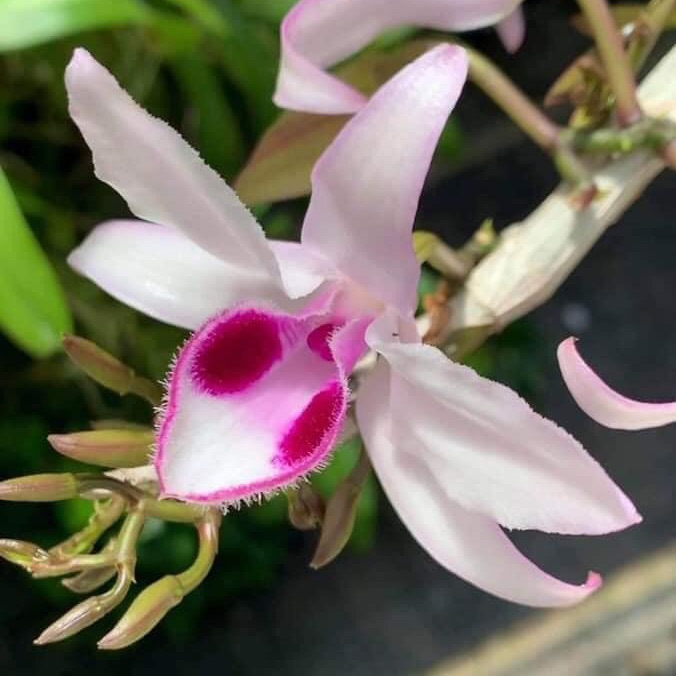 [Rẻ vô địch] giã hạc râu quai nón độc đẹp