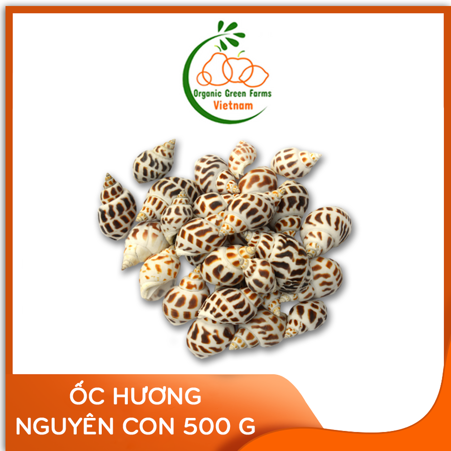 [OGF] - Ốc hương nguyên con (500g) - Thích hợp với các món hấp sả, rang muối, xào me, nướng mọi,... - [Giao nhanh TPHCM]