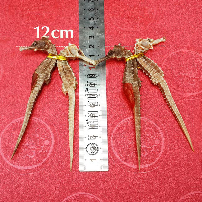 Cá ngưa khô loại tốt - 1cặp dài từ 11cm-15cm