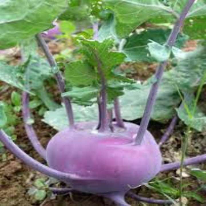 hạt giống củ su hào tím gói 100 hạt  mua từ 50k tặng 2 sản phẩm