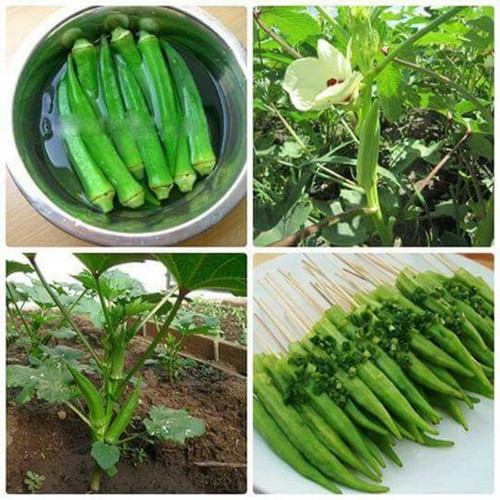 Hạt giống Đậu bắp xanh