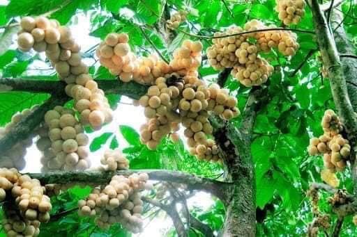 combo 2 cây bonbon hàng đẹp chỉ 160k