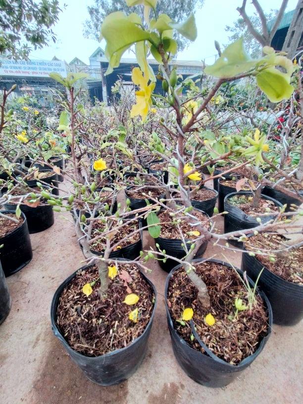 Cây mai vàng chơi tết - Cây chụp tại shop