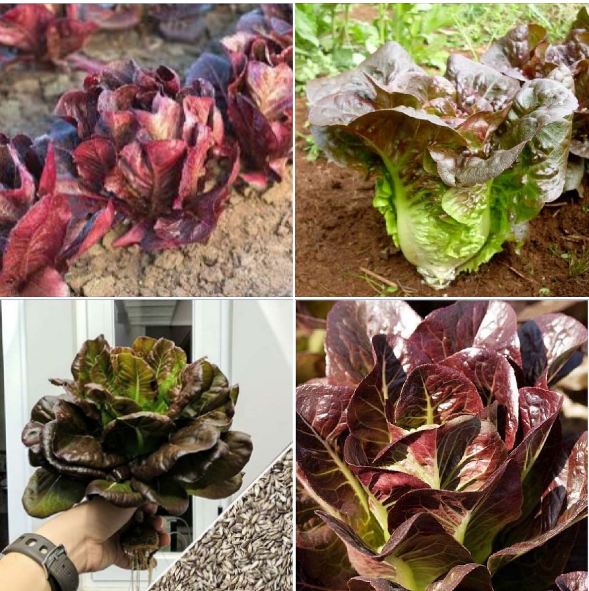 Hạt giống xà lách romaine đỏ - Gói 02gram