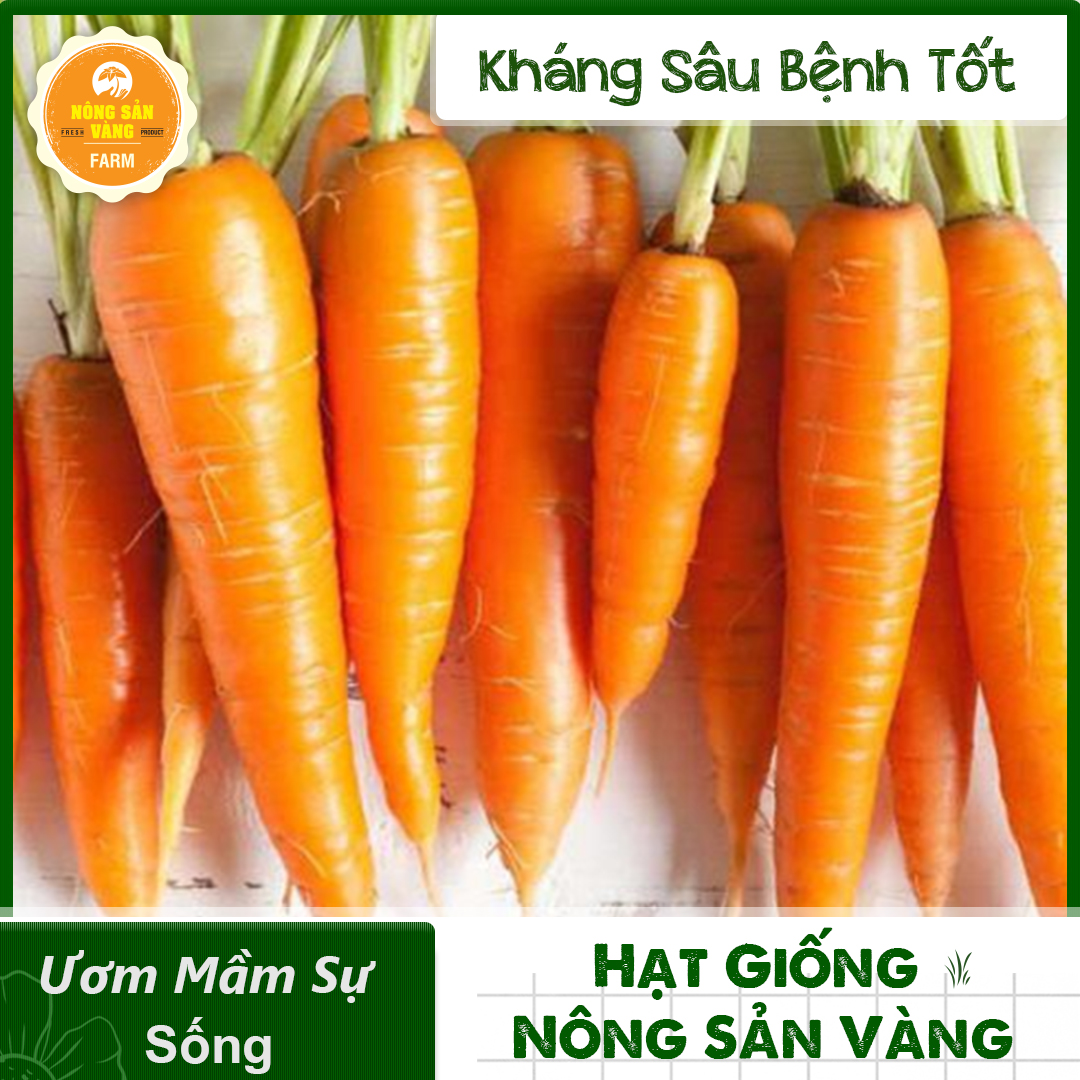 Hạt giống cà rốt f1 giàu vitamin thiết yếu cho cơ thể, được ưu thích nhất - nông sản vàng