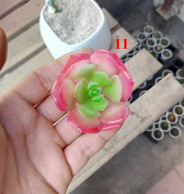 Cây hoa nhựa: sen đá lola hồng nhựa
