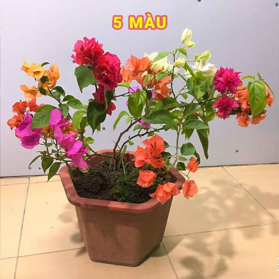 2 cây hoa ngũ sắc