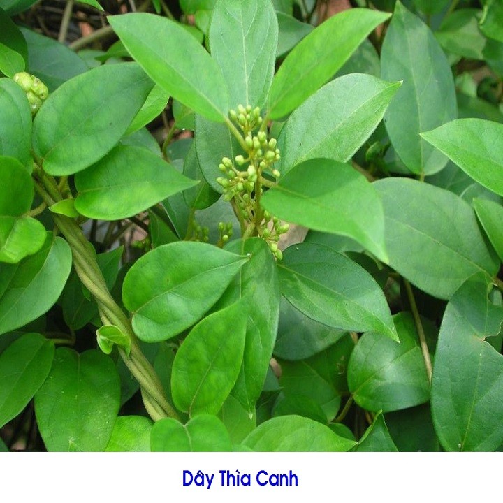 combo 3 cây thìa canh giống - 5670