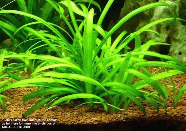 CỎ THÌA TIỂU - Dwarf Sagittaria (8 cây)