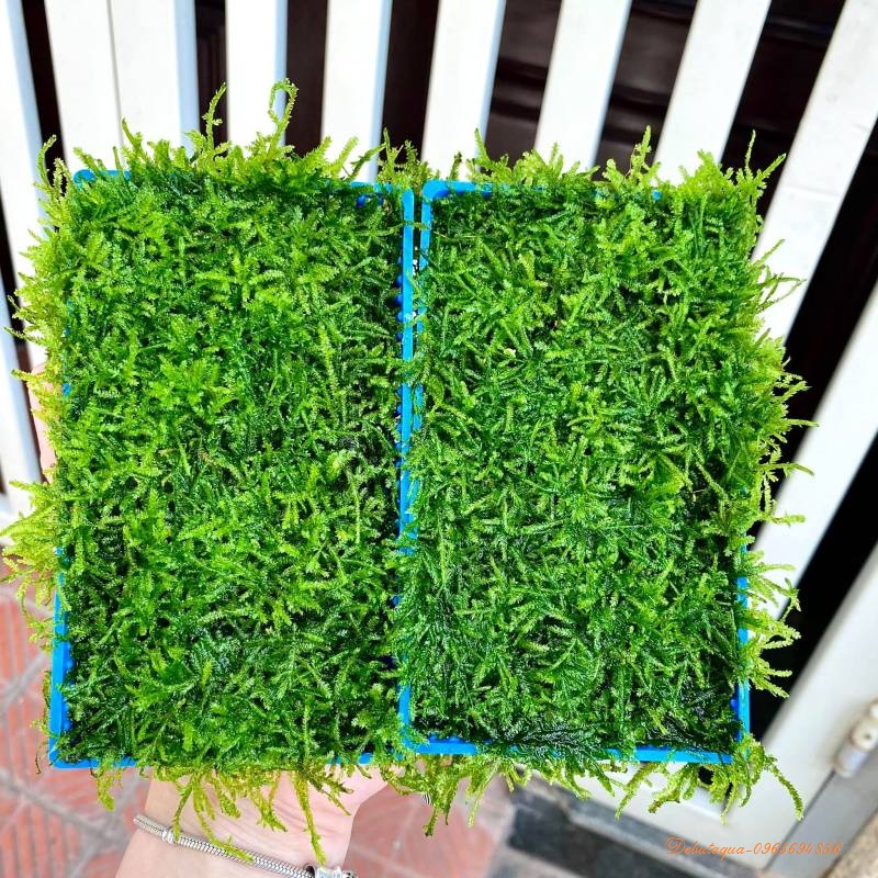 Rêu java vỉ 14x8