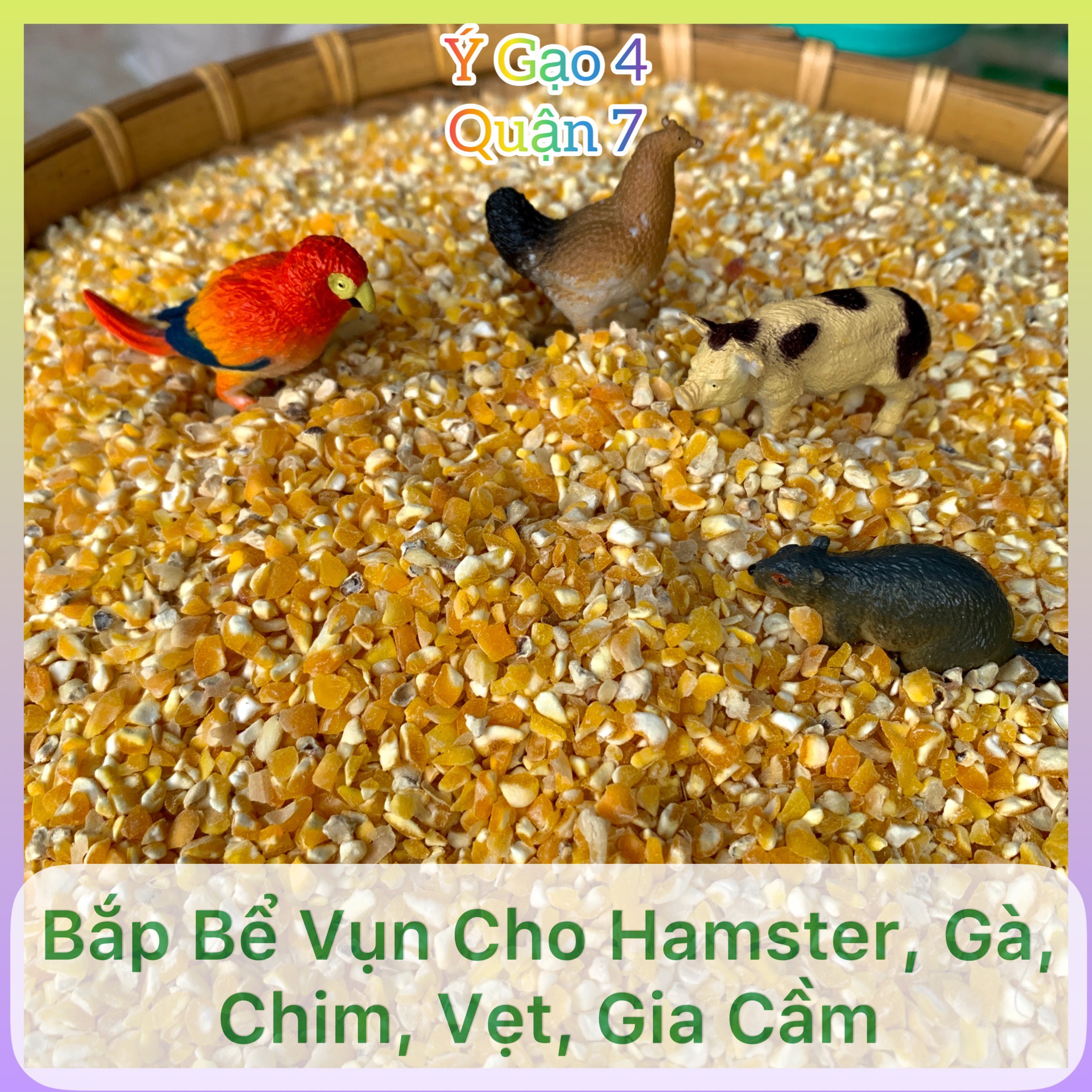 Ngô (Bắp) bể vụn thức ăn cho hamster gà vịt chim vẹt cu gáy – Túi 1 kg - Cung cấp tốt dinh dưỡng và sức khỏe gia cầm - Ý Gạo 4 Quận 7