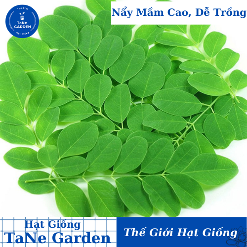 2gr hạt giống cây chùm ngây - tane garden