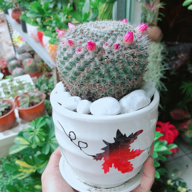 Chậu Xương Rồng Nở Hoa