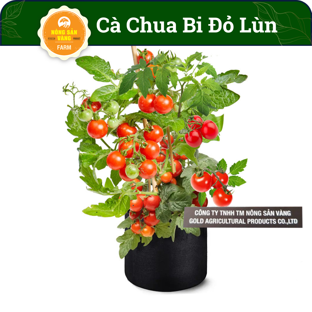 Hạt giống Cà Chua Bi Đỏ Lùn Có Vị Chua Nhưng Giòn Ngọt Hơn Cà Chua Thông Thường, Dễ Trồng, Trồng Được Nhiều Vụ Trong Năm (Gói 30 Hạt) - Nông Sản Vàng