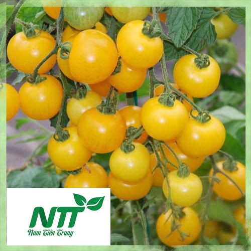 Hạt giống Cà chua Cherry Vàng TN