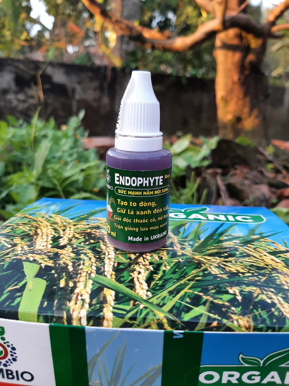 Chế phẩm endophyte rice nguồn gốc sinh học giúp to đòng, xanh lá đến cắt chai 20ml_vtnn tien khoa