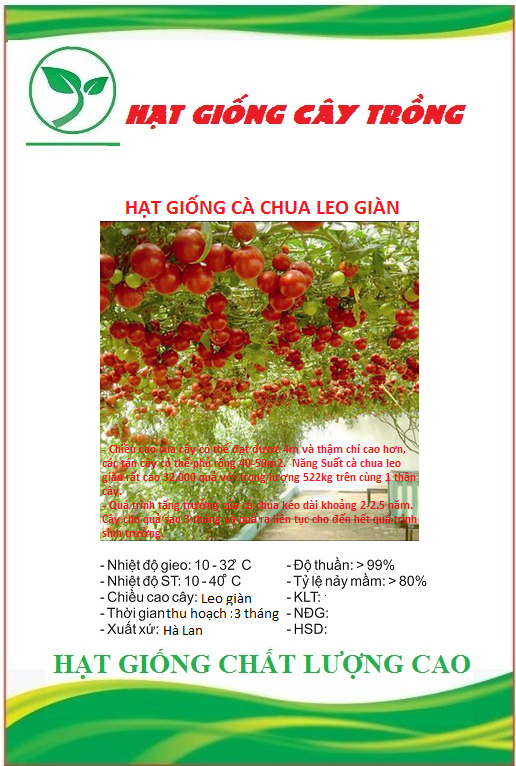 Hạt giống cà chua leo giàn ct285 - gói 10 hạt