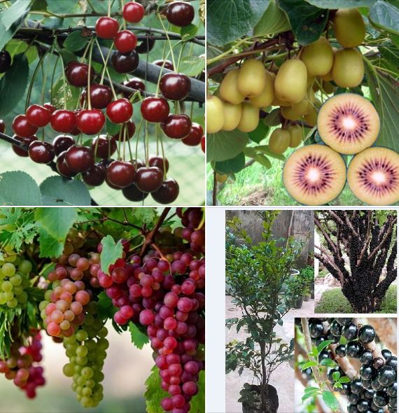 Combo of 4 Packages of Fruit Tree Seeds - - Free Germination Booster Package