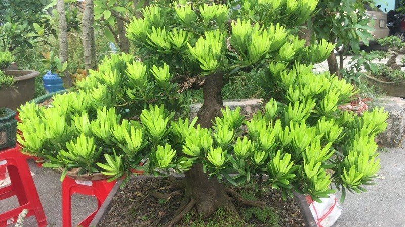 Cây GIỐNG CÂY Tùng Kim Cương