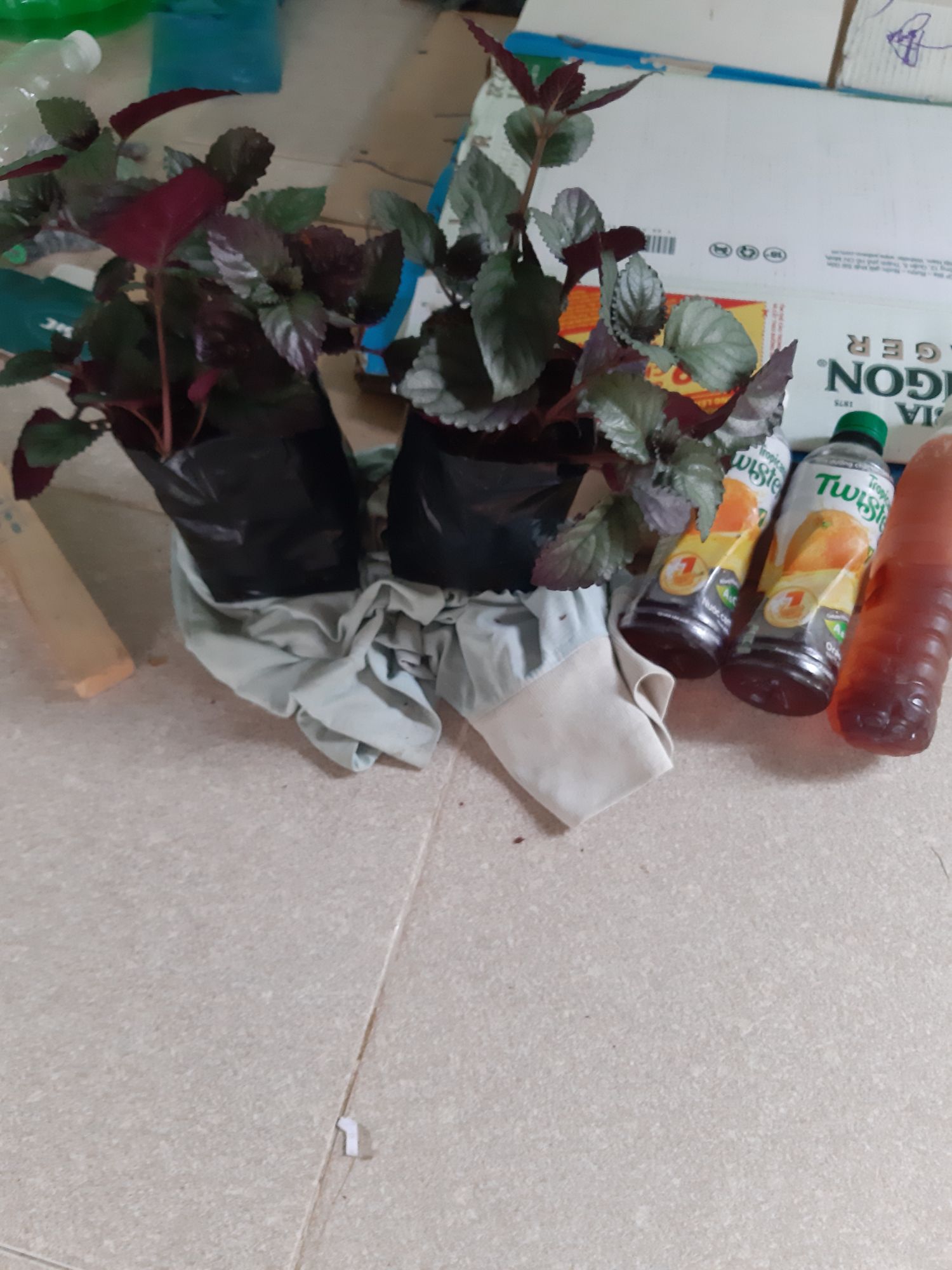 cây trà olong 1 chậu nhìu cây  như hình