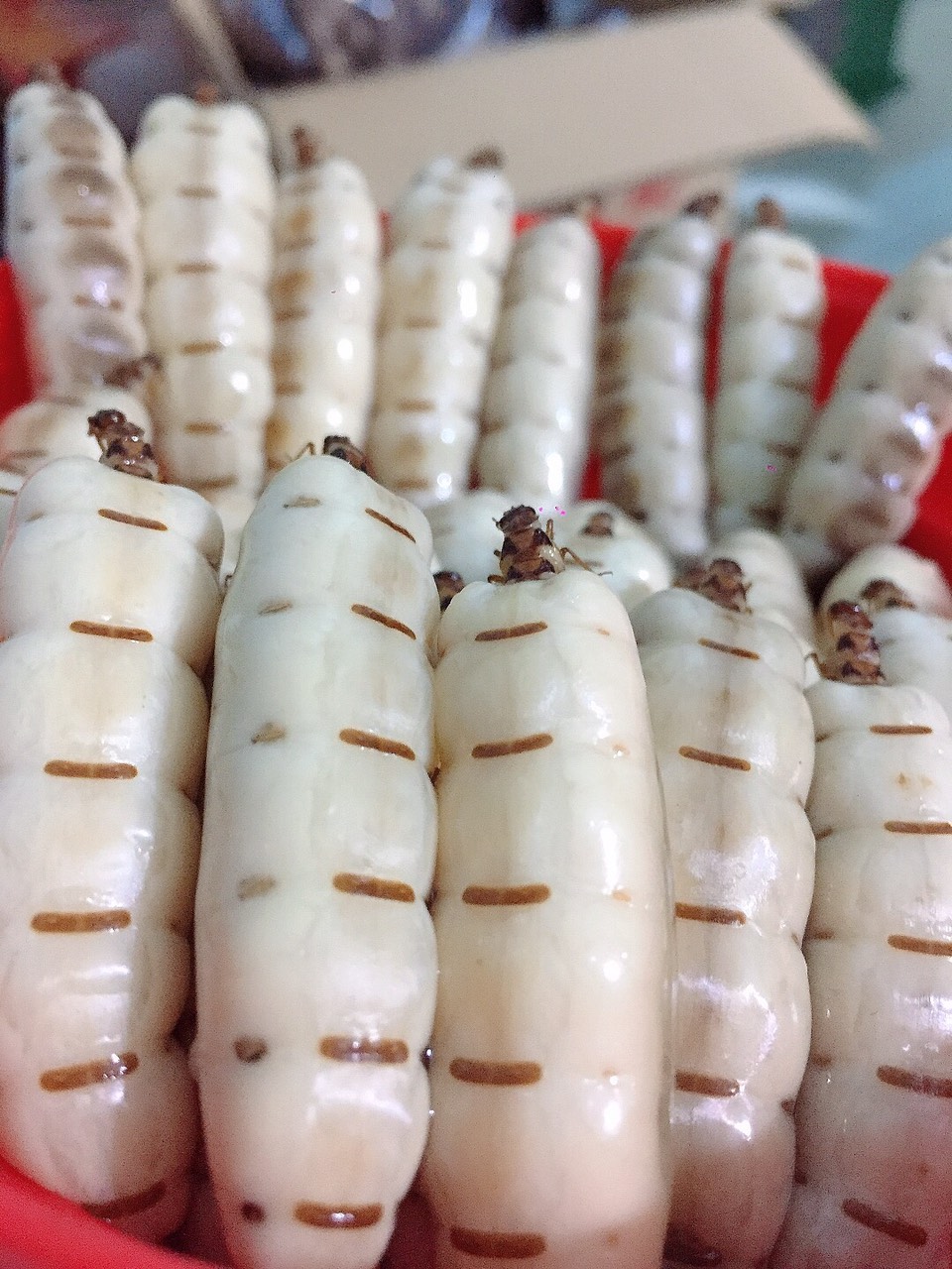 COMBO 30 Con Mối chúa.đại thần d.ược sinh lý nam giới tráng dương bổ.thận