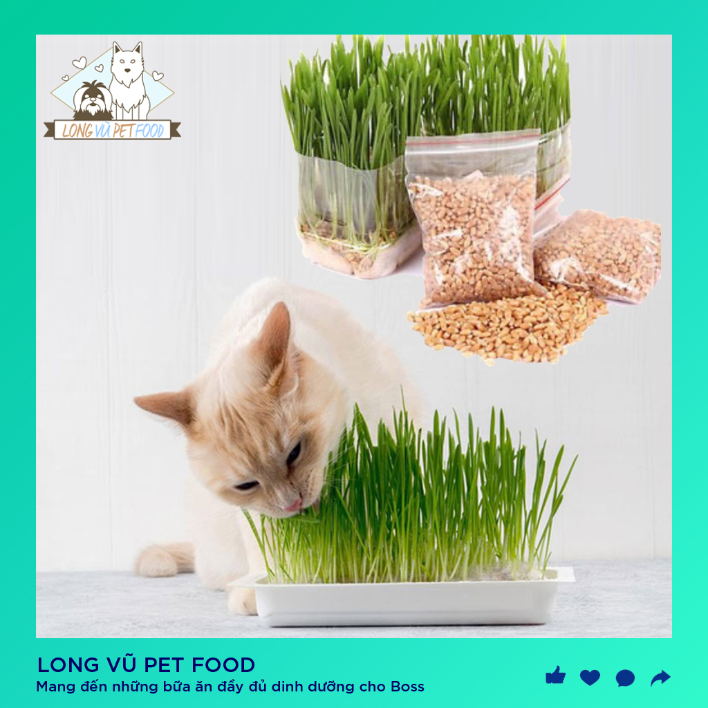 Hạt giống cỏ mèo bổ sung chất sơ và đẩy búi lông ra ngoài túi 10g - Hạt cỏ mèo - Long Vũ Pet Food