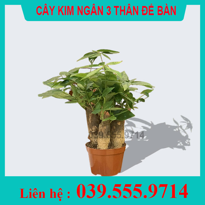 Cây Kim ngân 3 thân chậu nhựa