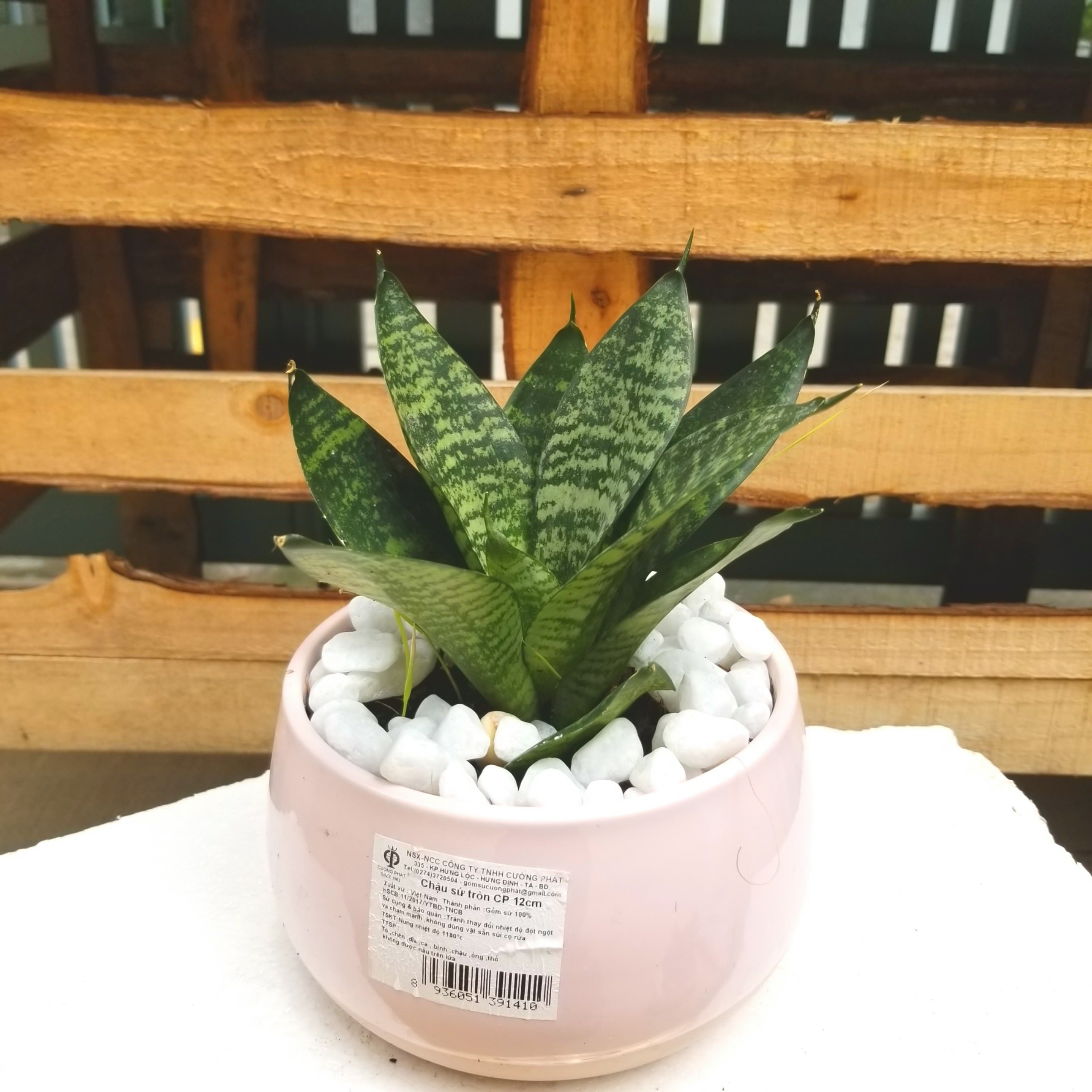 Cây Lưỡi Hổ tặng kèm chậu men sứ cao cấp như hình