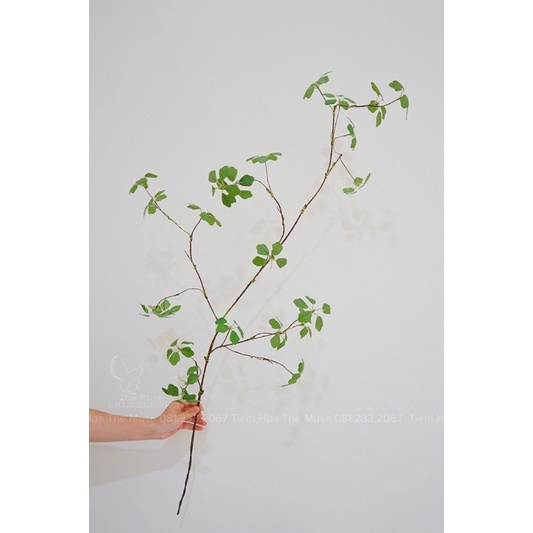 Cành sương mai- cành lá decor - chất liệu cao cấp