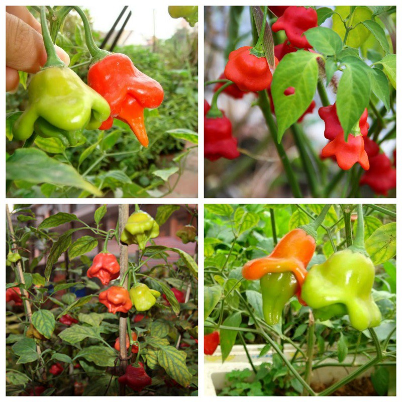 50h - #hạt_giống_ớt_hoa_hồng