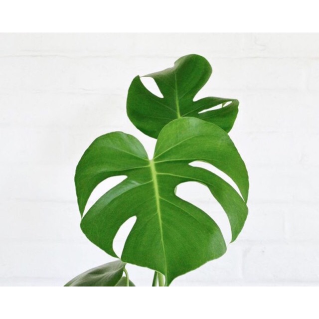 Trầu bà lá xẻ - cây con