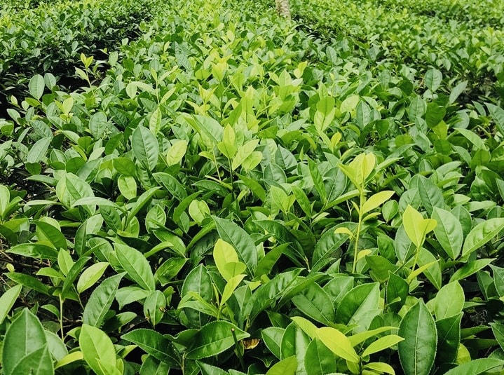 CHÈ KHÔ ĐÓNG GÓI 1/2 KG (5 GÓI)