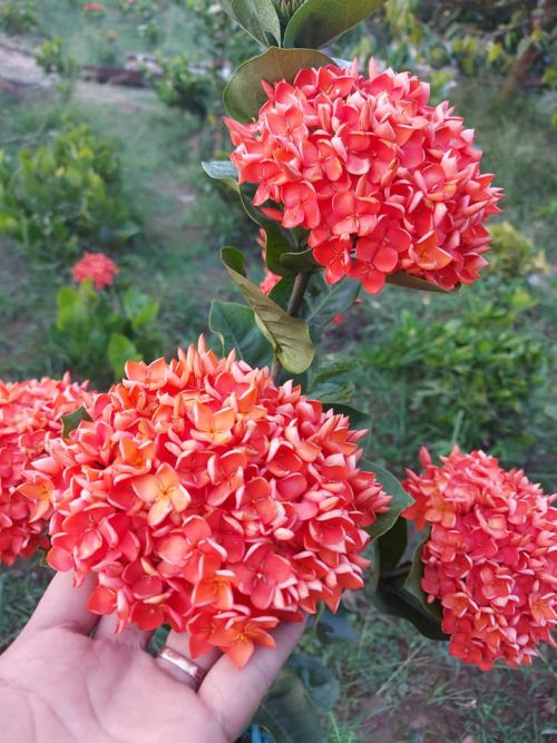 CÂY HOA MẪU ĐƠN CAM ĐÀI SIÊU ĐẸP LOẠI ĐẠI 20-25CM