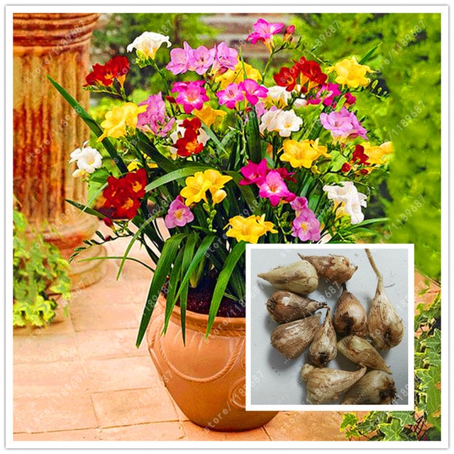 Combo 3 củ lan nam phi nhiều màu mix (màu hoa ngẫu nhiên)