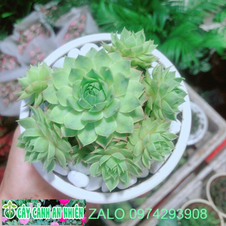 Sen phật bà xanh kèm chậu sứ