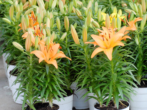 COMBO 10 CỦ GIỐNG HOA LY LÙN HÀ LAN NHẬP KHẨU MIXX MÀU Không có đánh giá