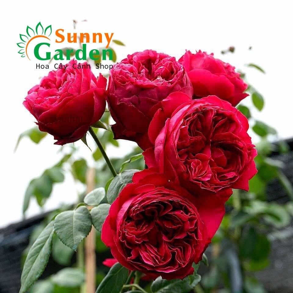 Hồng bụi rouge royal rose - chậu hoa hồng