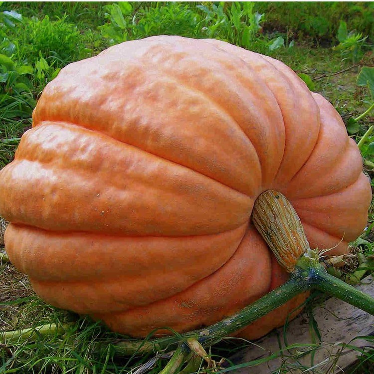 Hạt giống bí đỏ KHỔNG LỒ gói 5 hạt