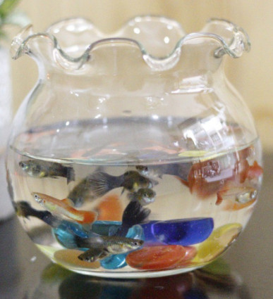 [HCM]Hồ cá để bàn Bể cá Mini thủy sinh TAI BÈO chậu cây phong thủy thủy tinh size 13*15 ML- HB3