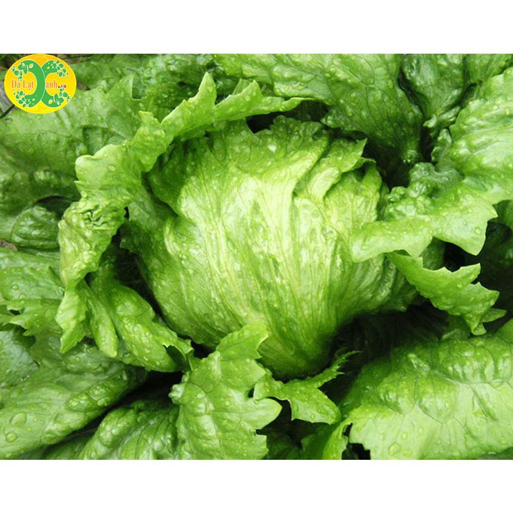 Hạt giống xà lách cuộn trắng F1 - 0.2 gram, chất lượng sản phẩm đảm bảo và cam kết hàng đúng như mô tả