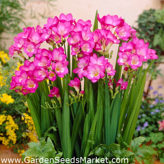 Củ hoa lan nam phi hoa màu hồng ( 1 củ kèm 1 viên nén ươm củ)