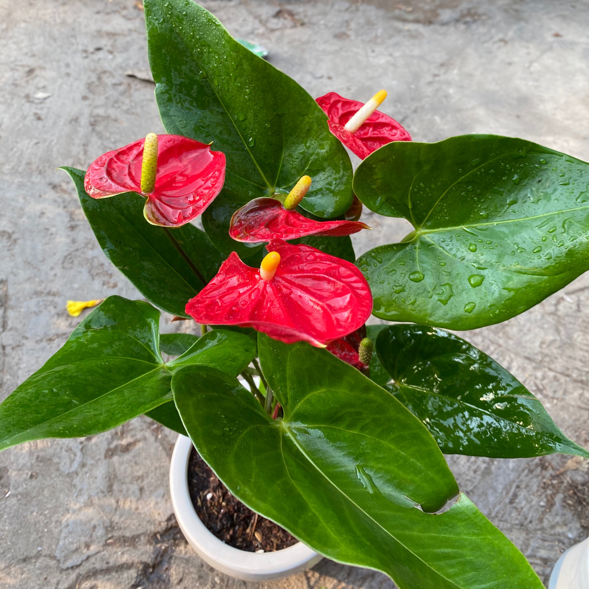 [HCM]CÂY HỒNG MÔN SIÊU NỤ - TẶNG CHẬU SỨ ĐỂ BÀN