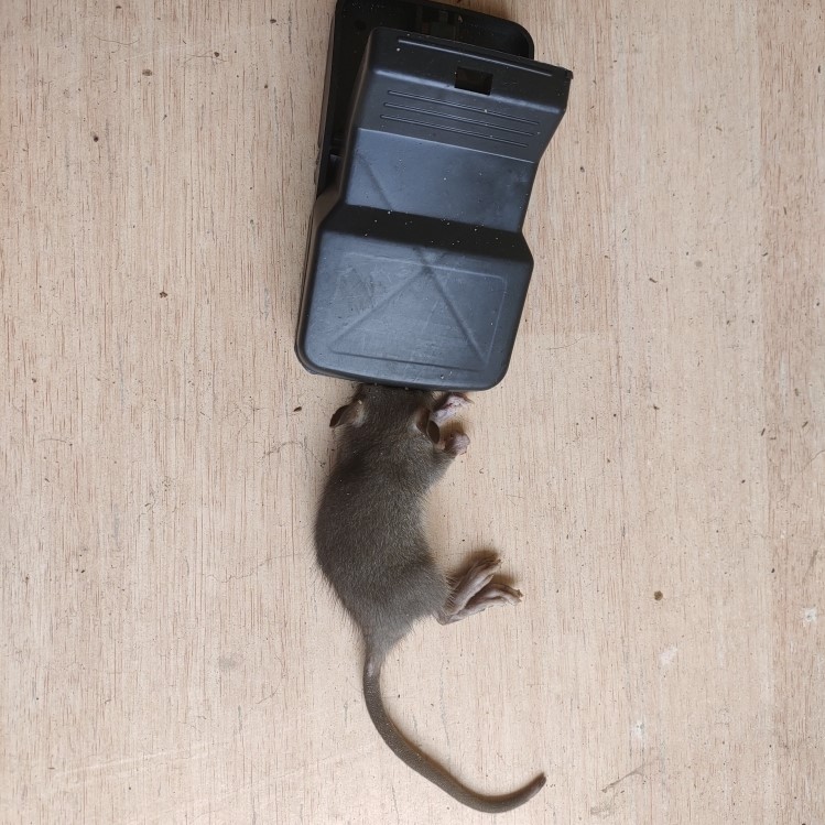 BẪY CHUỘT THÔNG MINH NHỰA AN TOÀN