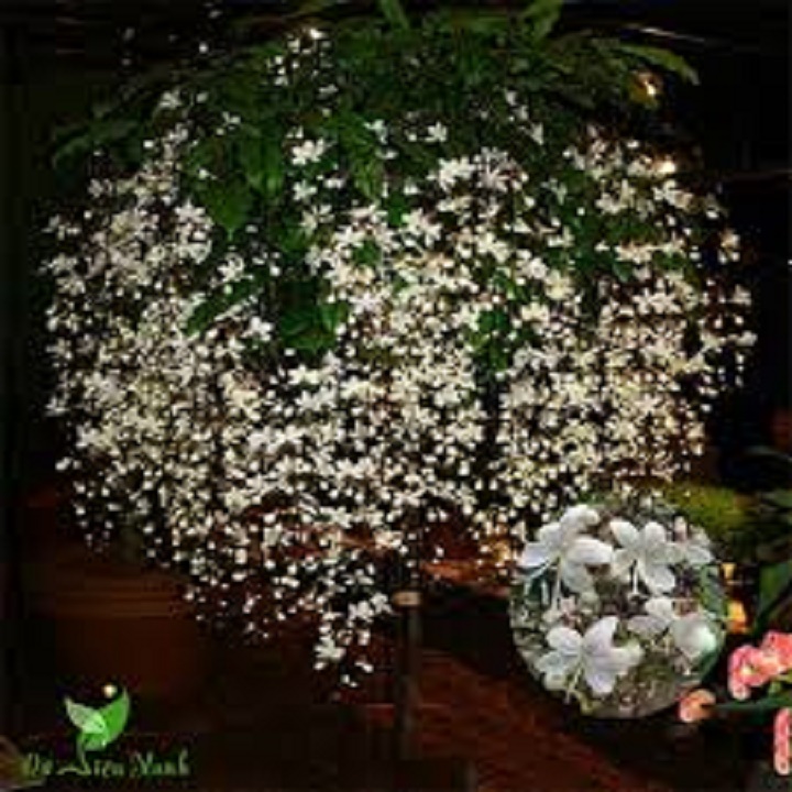 Chậu cây dạ ngọc minh châu, hàng gửi đi nguyên chậu cam kết đảm bảo chât lượng cây