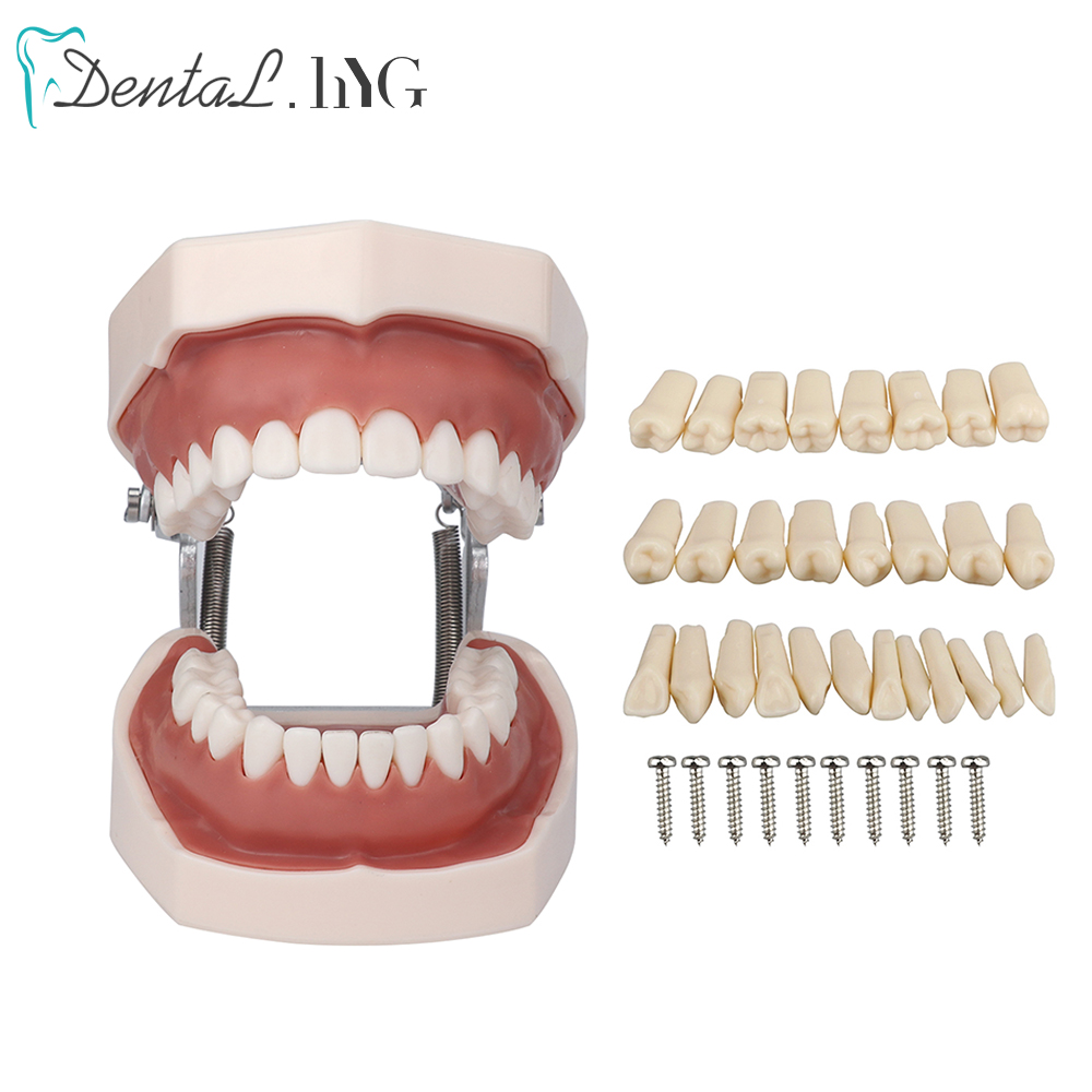 Mô hình nha khoa mô hình răng nướu răng giảng dạy mô hình tiêu chuẩn mô