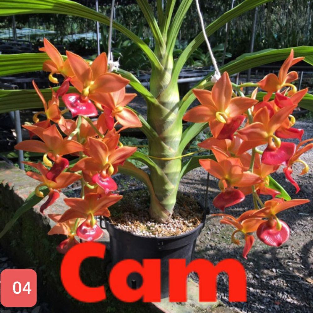 hoa lan thiên nga cây giống